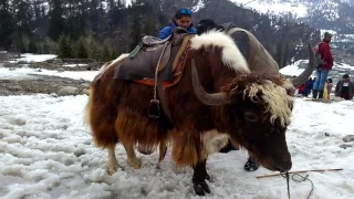 Manali Yak Himachal Pradesh India