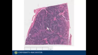 Histology of the Thymus