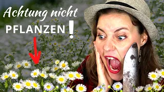 Diese 5 Gartenpflanzen zerstören die Natur!