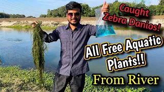 Free Aquarium Plants from River Side | River Plants for Aquarium | How to get Wild Aquatic Plants