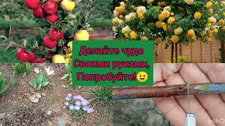 Прививка розы🌹 на штамб и плодовых-легко!!! Попробуйте, и вы не сможете остановиться 🎋😉!!!