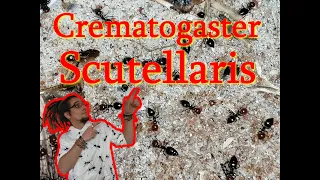 A look at my colony of ants CREMATOGASTER SCUTELLARIS (xerophile ants).Medoc72