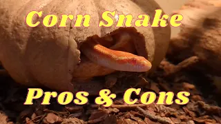 Pros and Cons of having a Corn Snake
