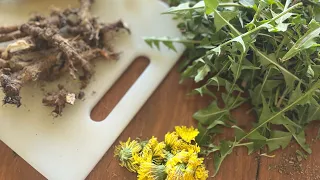 Foraging dandelions ~ How to do it and what to use them for