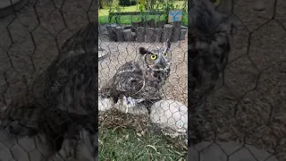 Great Horned Owl vs. Chicken Run PART1