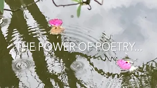 POETRY short video Why poetry is important in our lives