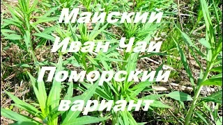 Майский Иван-чай Поморский вариант