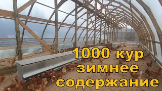 1000 кур начало зимнего содержания + загадки в поведении кур