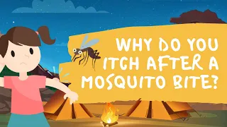 #KidZone - Why do you Itch after a Mosquito Bite?