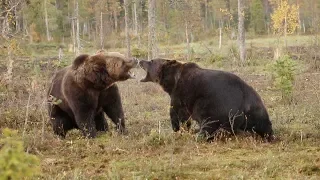 Intense Scrap Between Two Brown Bears