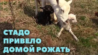 Стадо привело козу рожать домой