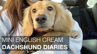 Mini Cream Dachshund Puppy’s First Months (throwback to the puppy days) |  puppy vlogmas