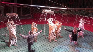 Circus. Tigers and lions. part 2. Цирк. Тигры и львы. 2 часть.