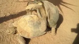 Tortoise Sex Broken Up By Scorned Lover