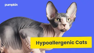10 Amazing Hypoallergenic Cat Breeds