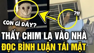 Thấy CHIM LẠ bay vào nhà, thanh niên ĐĂNG CLIP HỎI và cái kết TÁI MẶT | Tin 3 Phút