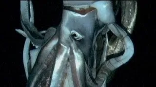 Giant squid captured in deep ocean water