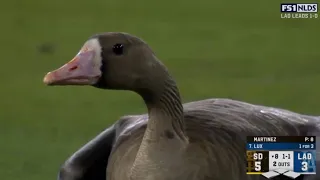 Goose flies onto field in Padres vs Dodgers playoff game