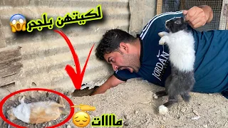 تكريك بيض الكوكتيل🪺على الفاخت الملكي😳مااات🐇الارنب😔وتكريك دجاجه🥚