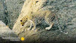 Leopard Cubs Take Advantage of Mom’s Absence 🐆 Into the Wild India | Smithsonian Channel
