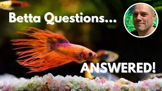 Betta Fish FAQs: Expert Advice for All Your Questions