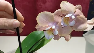 Орхидея в вашем доме.Что нужно делать? Применение НВ-101