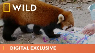 Red Panda Painters | Secrets of the Zoo | National Geographic Wild UK