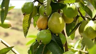 Guayaba: Conozca nuevas variedades mejoradas para consumo y agroindustria - La Finca de Hoy