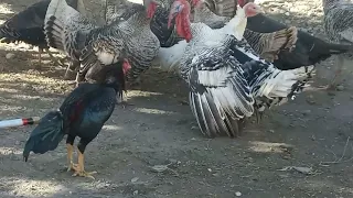Turkey vs Rooster || 7 turkeys attack 1 rooster