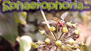 SPHAEROPHORIA PHILANTHUS  (: Mosca Minuscule  Insetti Insects Cool Amazing Fly :)