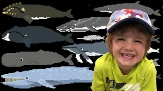 Whales - Animals Series - The Kids' Picture Show (Fun & Educational Learning Video) - Oskar Review