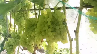 2018 год Урожай ранних сортов винограда на винограднике Алексея Бойко