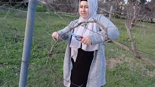 Asma Nasıl Budanır, Asmayı Böyle Budayın, Bol Bol Üzüm Toplayın.