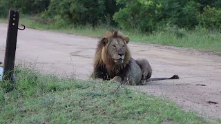 BEAUTIFUL Tintswalo MALE LIONS Ncila and Mandevu IN Kruger National Park