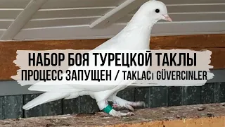 Турецкая такла  / Taklacı güvercinler