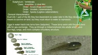 Vertebrate Diversity: Amphibians