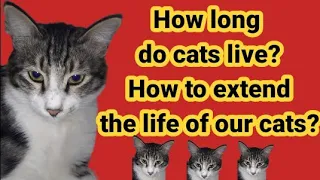 How long do cats live? How to extend the life of our cats?