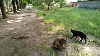 yard cats, Чернышка, котята, дворовые коты, Shustrik, Мурчик умывается,  Светлана  Копылова,  Киев