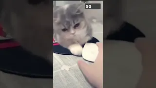 Cute kitty 😺 loves the mouse 🐁 computer mouse 🖱 😆 🤣 🤣 #shorts #cute #funny