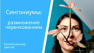 Как за 3 месяца вырастить пышный кустик Сингониума? Какие ошибки приводят к облысению лианы?