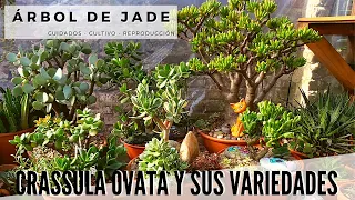 Árbol de jade y todas sus variedades