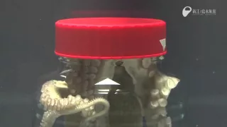 Octopus Escapes Jar