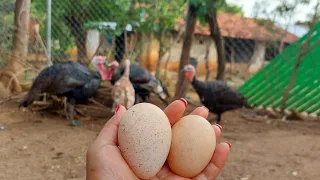 🔴 De esta manera debes conservar los huevos para incubar , todos nacerán✅️ #gallina #guajolota