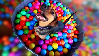 Buying My Dogs 3,000 BALLS!