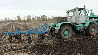 Важка оранка. Бугай не тягне 5 корпусів.