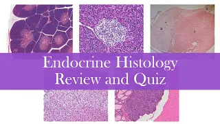Endocrine histology | Review and Practice