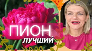 🌺ПИОН В ПАРФЮМАХ✨ 10+1 парфюм с нотой пиона в солистах☝️