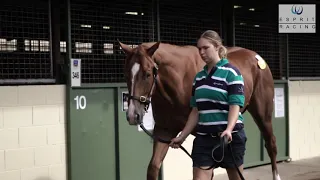 Lot 163 The Mission x Hanaan filly - Esprit Racing