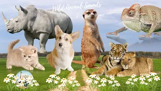 Wild Animal Sounds In Peaceful: Meerkat, Rhinoceros, Corgi, Chameleon, Lion - Familiar Animals