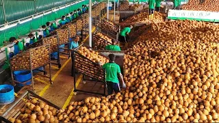 You Won't Believe How Coconut is Produced And What is Made Using Coconut